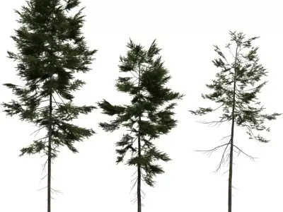 Tall Forest Pine Trees Pack Low-poly 3D model