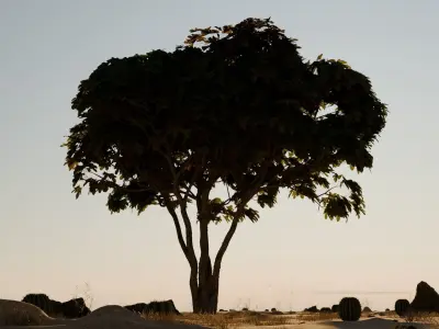 Tree in desert 3D model