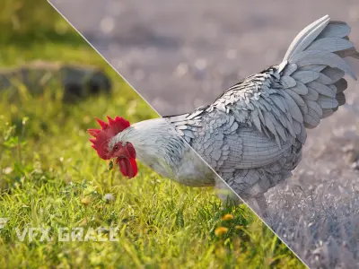 White Chicken Animated VFX Grace 3D model