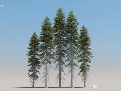  80 Pine Trees with snow 