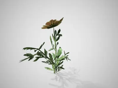 Marigold flower Low-poly 3D model