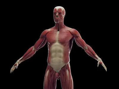  Human Male Skeleton and Muscles Static 
