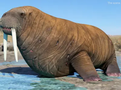  Walrus Walking Animated Rigged For Blender 
