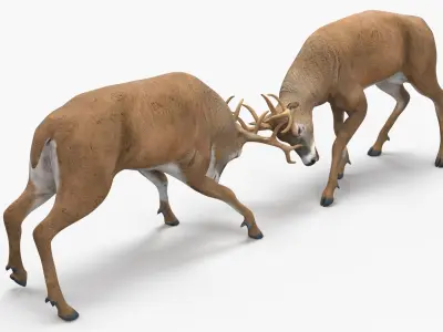  Whitetail Deer Fighting 
