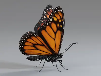  Monarch Butterfly Rigged Xgen 