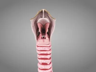 Larynx Low-poly 3D model