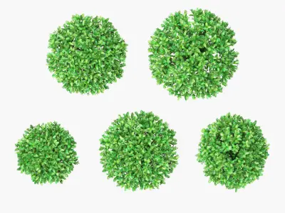 Boxwood round shaped 27 - 34cm 3D model