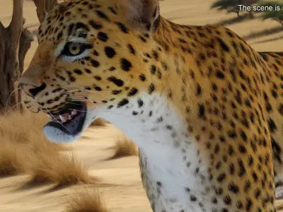  Leopard with Fur Rigged 