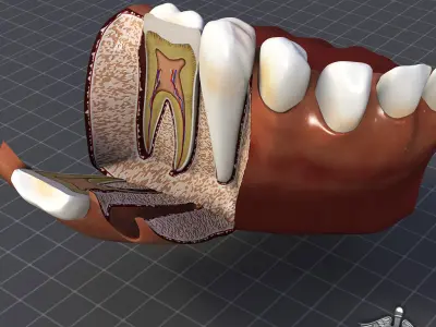 Tongue Throat and Teeth Collection 3D model