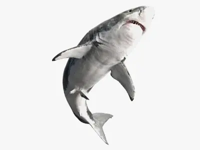  Shark Rigged 3D 