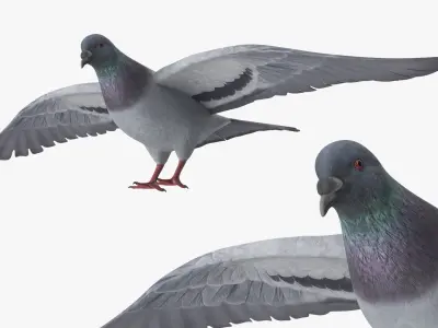 Low Poly Rock Dove 