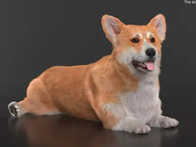  Pembroke Welsh Corgi Dog Lying Pose Fur for Cinema 4D 
