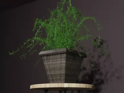 Indoor plant asparagus fern Low-poly 3D model