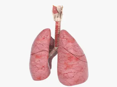  Larynx Trachea Lungs 
