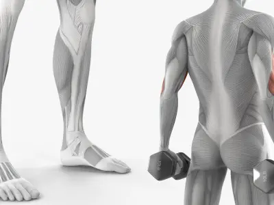  Male Muscular System Anatomy Biceps Curls 