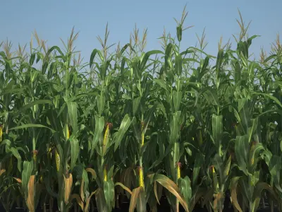  Corn Field 