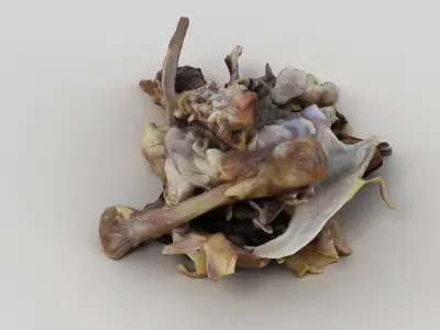 Chicken Bones Carcass 3D model