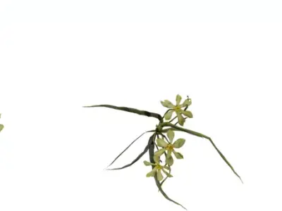 Realistic Flowering Grass Plant 3D Model Pack Low-poly 3D model