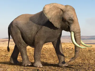  Animated Elephants Collection for Cinema 4D 