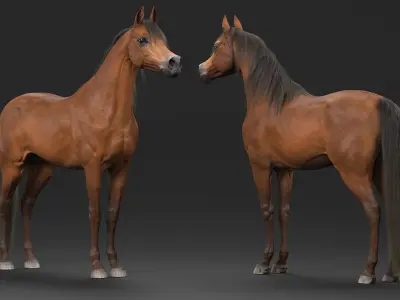  Arabian Horse Brown Fur Rigged 