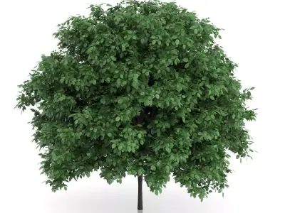 Common Hornbeam Tree Carpinus betulus 3D model