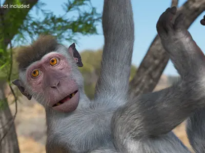  Standing Rhesus Macaque Monkey Gray Fur Rigged 