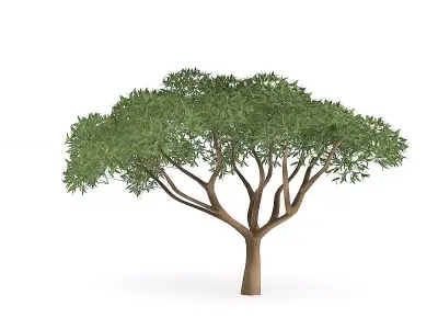 Thorn Tree 3D model