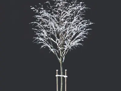 Tilia europaea Nr 5 H4-6m Five winter tree set 3D model