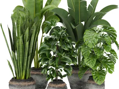 Collection plant indoor vol 4 3D Model Pack