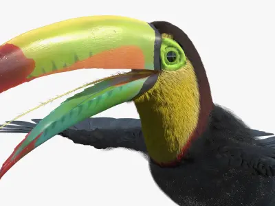  Keel Billed Toucan with Wings Spread Fur for Maya 