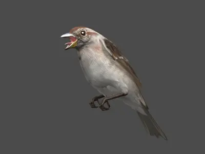  American Tree Sparrow Animated 