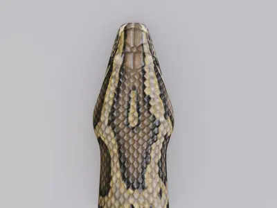  Animated Burmese Python 