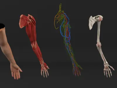  Arm Realistic Male Anatomy 