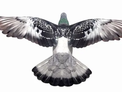  Pigeon Flying (Animated) 