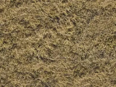 Dry Grass Field Texture  Texture