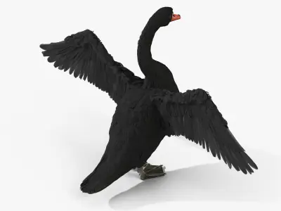  Black Swan 