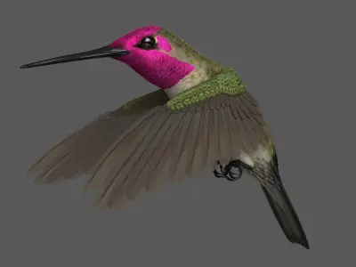  Anna's Hummingbird (Animated) 