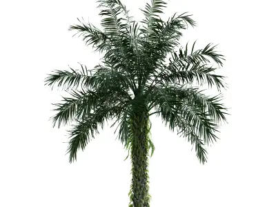 Oil Palm Tree 3D Model Pack - 4 Variations - PBR 3D model