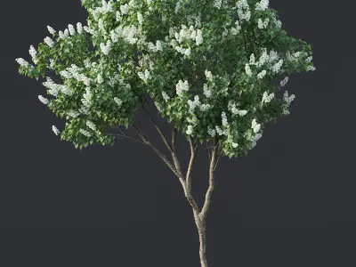 Lilac Syringa vulgaris Nr4 - Two trees H390cm 3D model