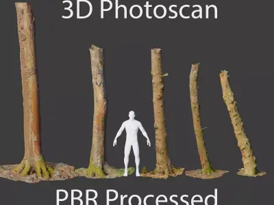 PBR Beech Tree Dead Trunk Collection Realistic Scan  Low-poly 3D model