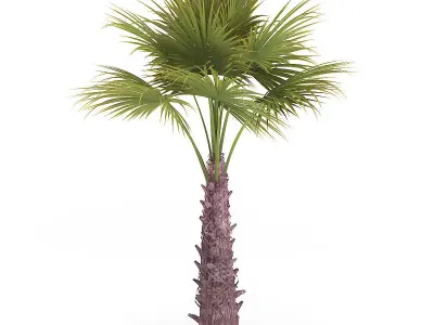 Windmill Palm 3D model
