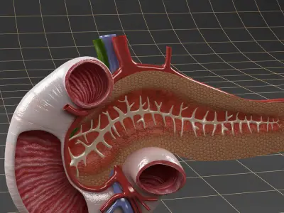 Anatomy   duodenum pancreas spleen Cross section 3D model