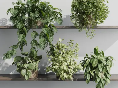 wall plant - set Indoor plant 408 plants on shelf Low-poly 3D model