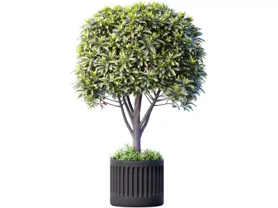 Decorative tree in a modern black  pot vase urn 3D model