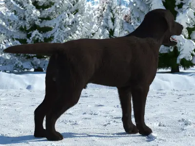  Labrador Dog Black Rigged Fur for Maya 