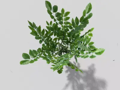 Plant Low-poly 3D model order