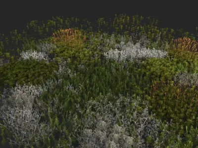 Moss and lichens Low-poly 3D model
