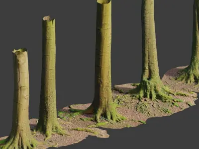 PBR Beech Tree Dead Trunk Collection Realistic Scan Low-poly 3D model