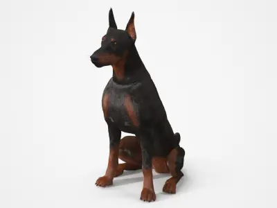 Doberman Pinscher Sits Fur for Maya 