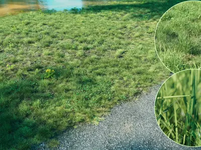 Realistic Grass Pack - CGrass v2 3D model